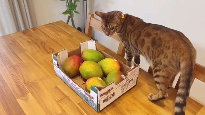 マンゴーの箱の横に立つ猫
