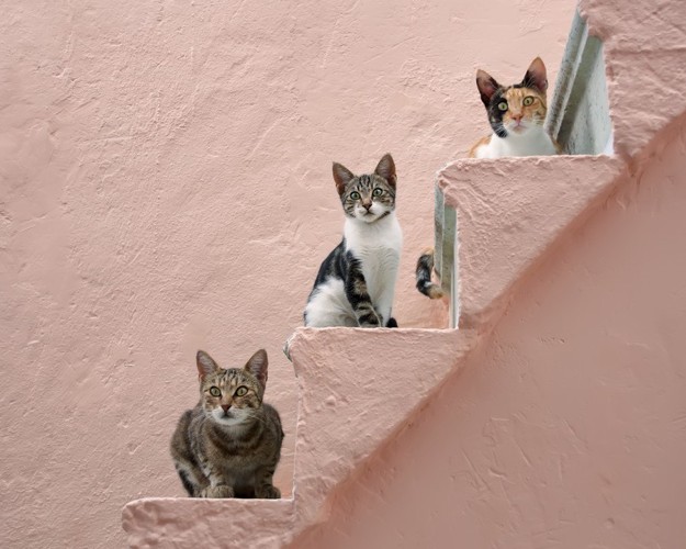 階段にいる猫たち