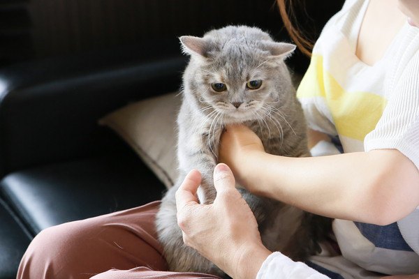 抱っこされる爪が黒いかもしれない灰色の猫