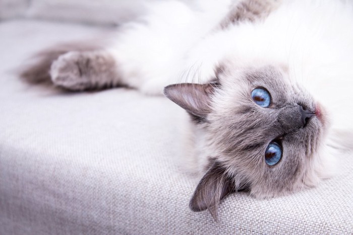 ソファーで横になる青い瞳の猫