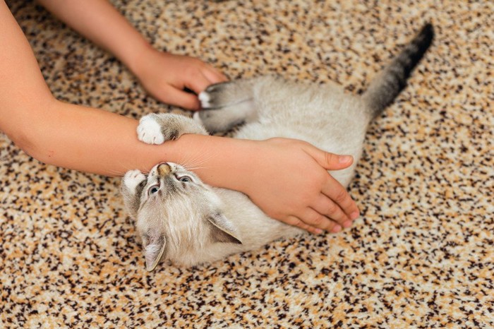 人の腕を甘噛みする猫