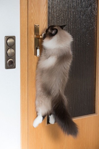ドアのレバーにぶら下がる猫