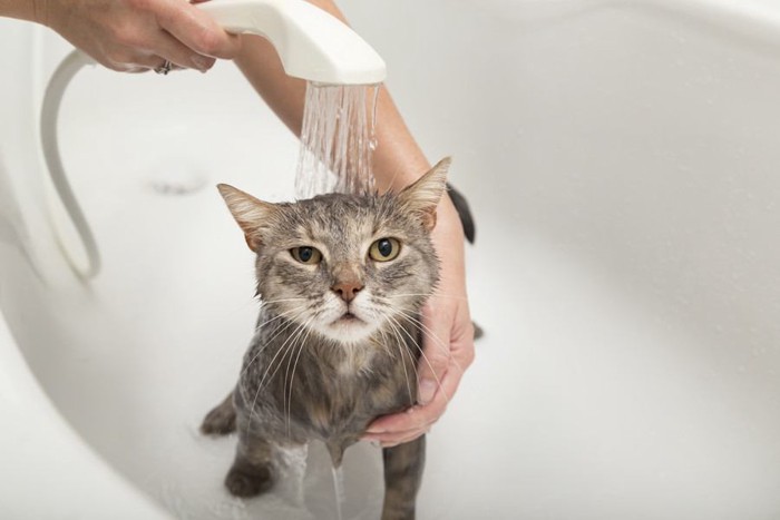 入浴する猫