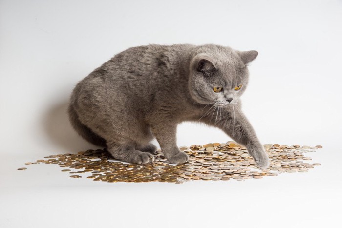 たくさんのコインの上にいる猫