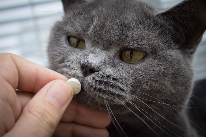 口元の薬を出された猫の顔