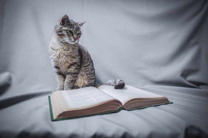 本を広げて見る猫