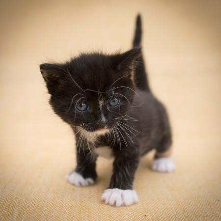 かわいい黒猫の赤ちゃん