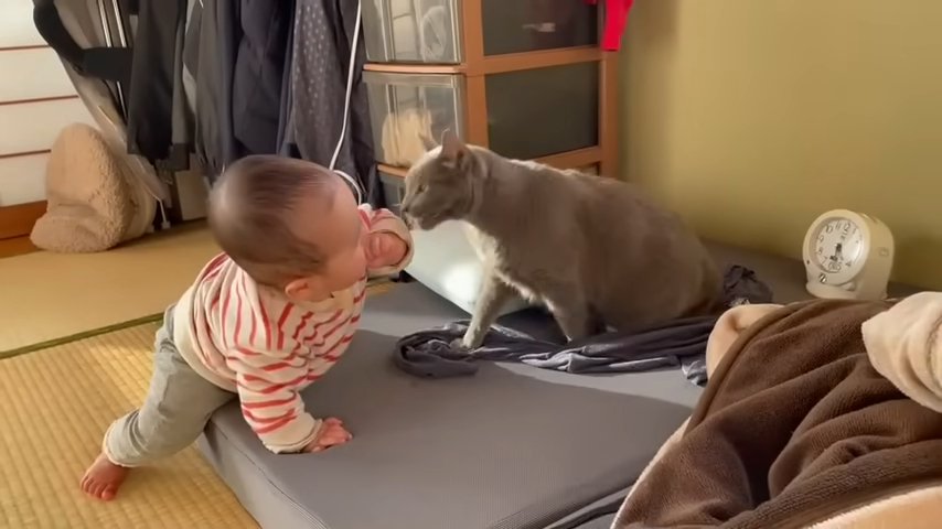 赤ちゃんの手に顔を近づける猫