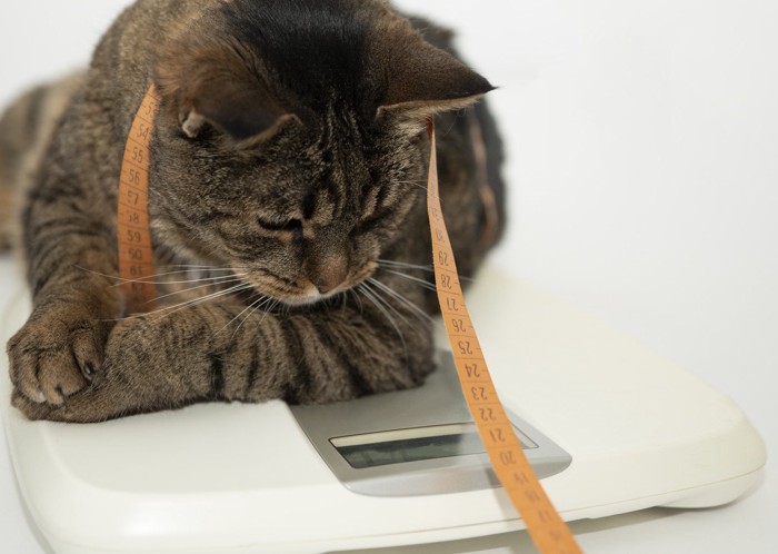 体重計と猫