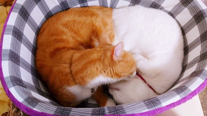 丸くなって寝ている白猫を毛づくろいする茶色い猫