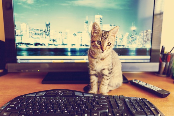 パソコンの前に居る猫