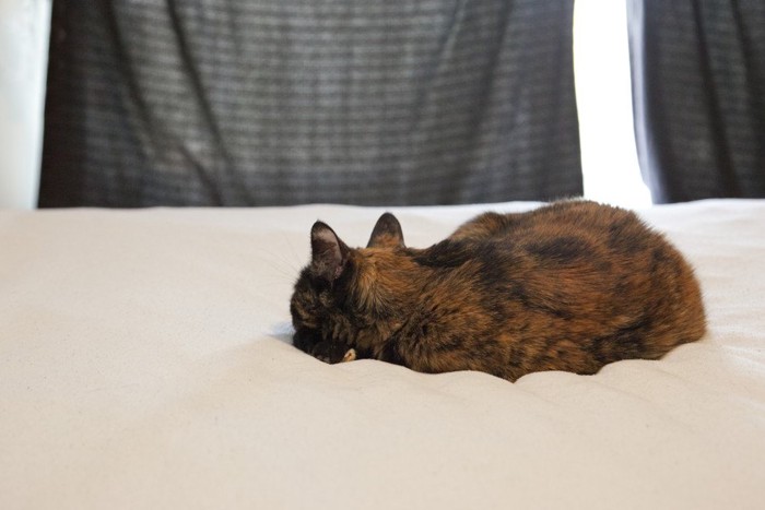 ベッドの上の猫