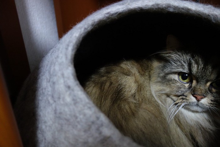 キャットハウスに隠れている猫