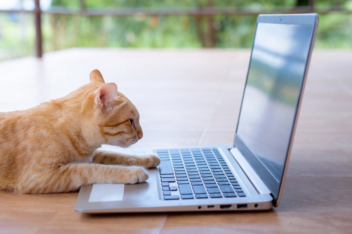 パソコンを見る猫