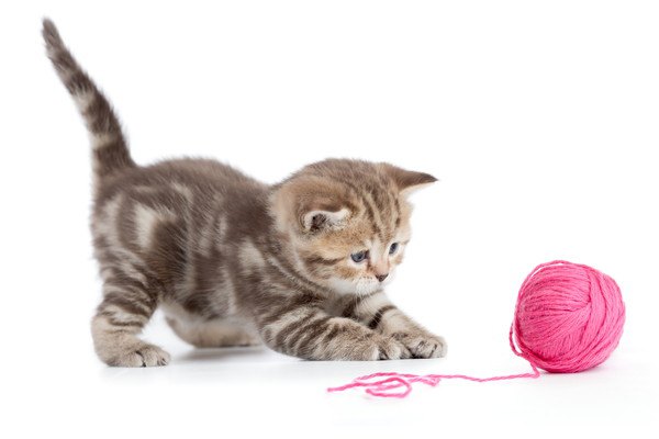 ピンクの毛糸で遊ぶ子猫