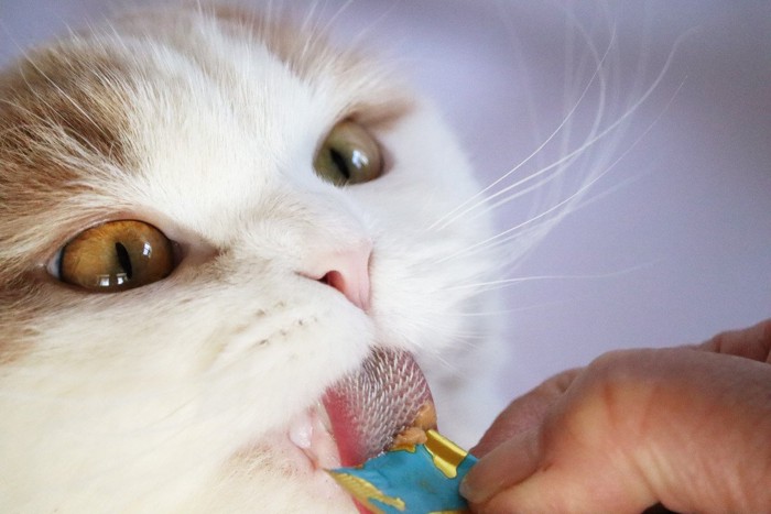 液状おやつを舐める猫の舌