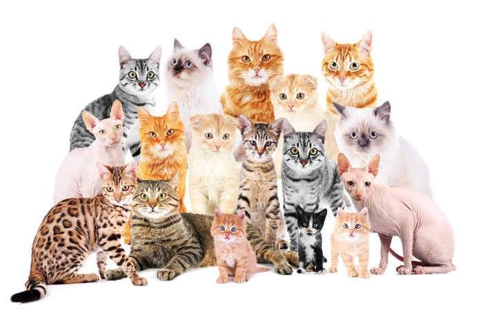 多種多様な猫たち