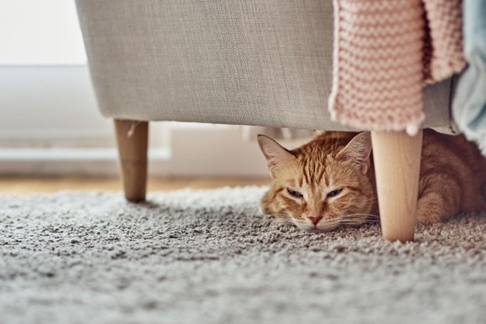 ソファの下でうずくまる猫