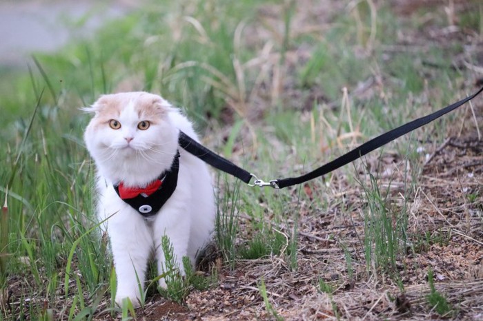 ハーネスを付けて草むらを散歩する猫