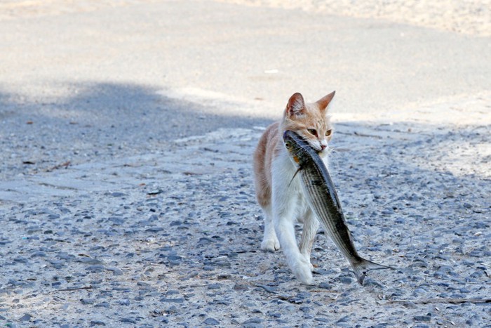 魚をくわえたどら猫