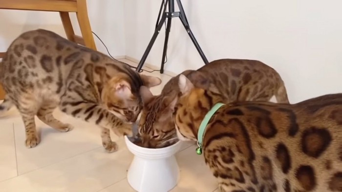 お皿に前足をかける猫とごはんを食べる2匹の猫