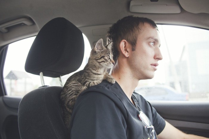 運転手の肩に乗る猫