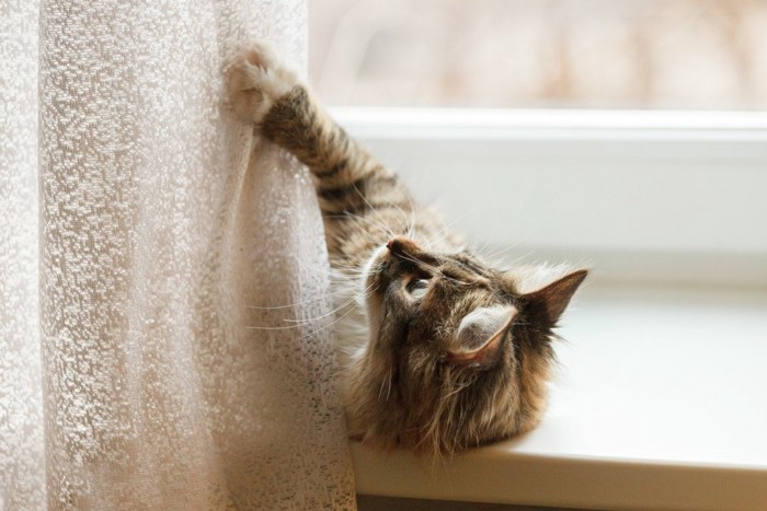 カーテンに上る猫