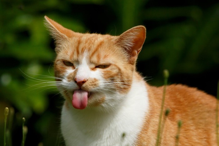 舌を出す猫