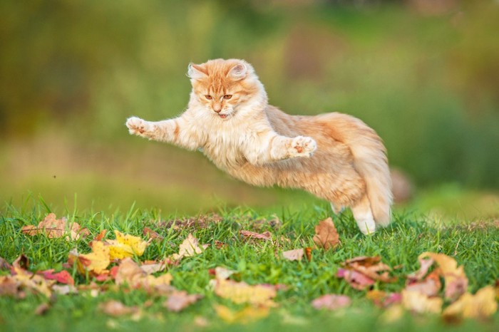 秋に外で遊んでいる猫