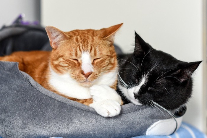 ベッドで眠り2匹の猫