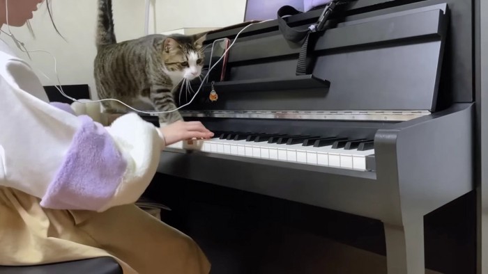 鍵盤の上を歩く猫