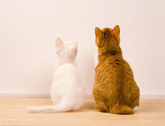 同じ方向を見つめる二匹の猫の後ろ姿