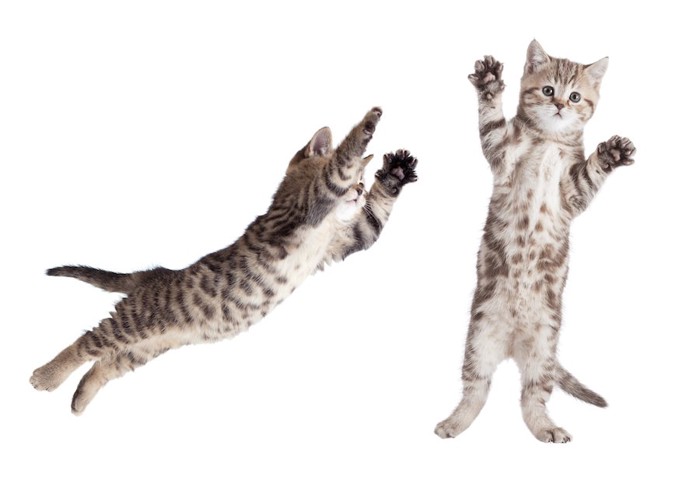 立ち上がる猫とジャンプする猫