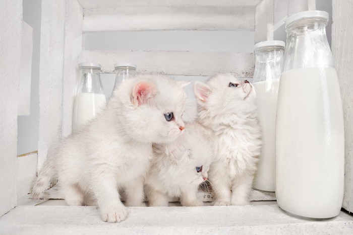 白い子猫3匹とミルク瓶