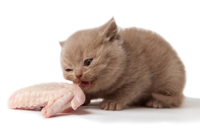 チキンを舐める子猫