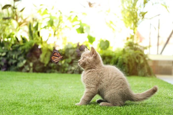 .蝶々を見つめる子猫