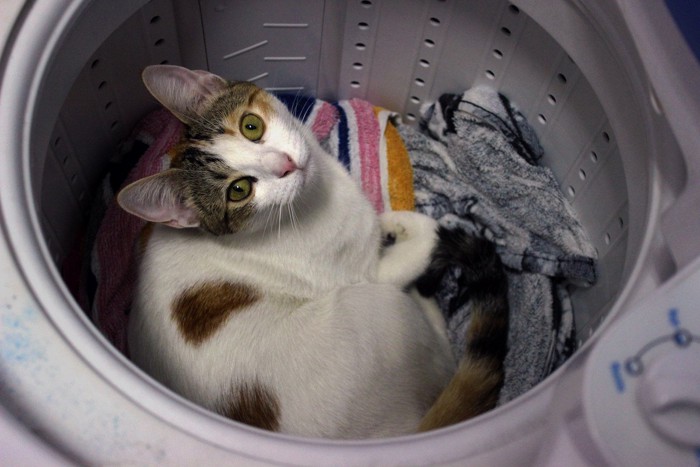 洗濯機の中から見上げる猫