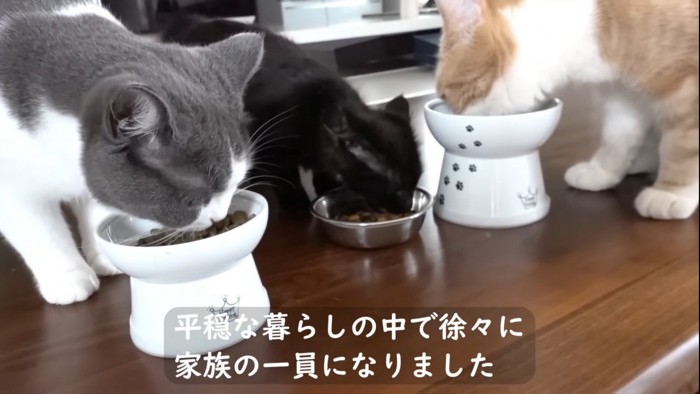 ご飯を食べる3匹の猫