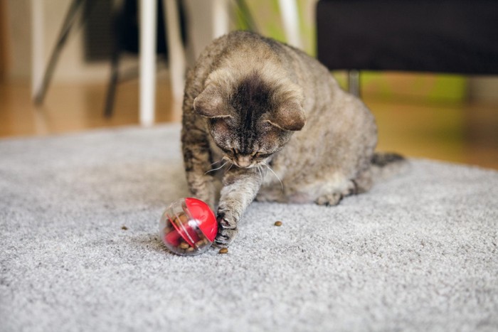 赤い知育トイで遊ぶ猫