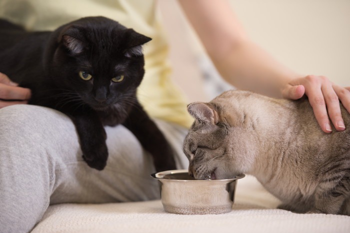 餌を食べている猫と、飼い主の膝の上にいる黒猫