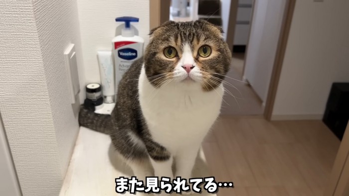 おすわりする猫