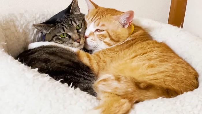 抱き合う2匹の猫