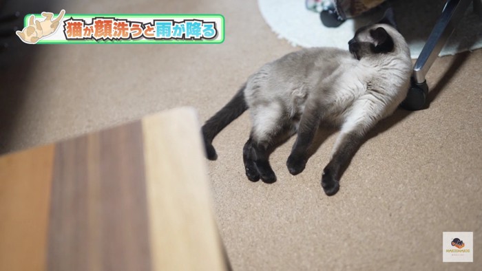 床で横たわるシャム猫