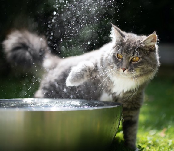 水に手を入れて驚く猫