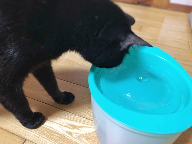 水を飲む黒猫