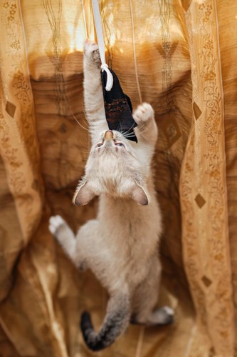 カーテンで遊ぶ猫