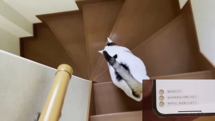 階段を駆け下りる猫