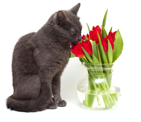 猫と花瓶に生けられた花