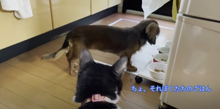 ごはん皿の前の犬を見つめる猫