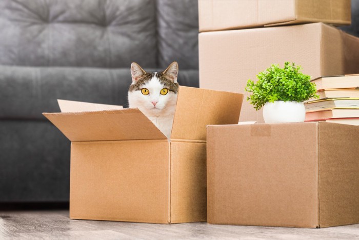 引っ越しの荷物と猫
